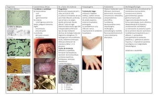 Organismo Características clínicas Dx. y factor de virulencia Fisiopatogenia Tratamiento Morfología/fisiología
Candida albicans:
Candida no-albicans:
c. parapsilosis
,
c. krusei,
c. tropicalis
y c. glabrata
Candidosis o candidiasis
a) mucocutánea
- oral
- genital
- gastrointestinal
b) cutánea
- intertriginosa:entre los
dedos, pliegues mamarios,
ingles.
- onicomicosis
- área del pañal
c) profunda
- del tracto urinario
- candidemia
Diagnóstico:
Muestrade raspadode piel y
uñascon KOHal 10%
El cultivoes el estándar de oro
para todainfección profunda,
que se hace a la sangre,
líquido peritoneal, líquido
pleural. Todosen agar
dextrosaSabouraudoagar BHI
Indispensableconfirmarel
tipo de cepa mediante
técnicas de biologíamolecular:
fragmento intergénico ITS
Serología porinmunodifusión,
ELISA, radioinmunoensayos
(RIA) para detección de
mananosy Beta-1,3-D-
glucanos
Factor de virulencia:
Adhesióna superficies,
formación de biopelícula,
Secreción de enzimaslíticas:
proteasasaspárticas,
fosfolipasas, esterasas,
hemolisinas.
Cambiofenotípico.
1. C. albicans
2. C. krusei
3. C. tropicalis
Factoresde riesgo:
embarazo. Diabetes
mellitus, catéter venoso
central, antibioticoterapia
de amplio espectro,
estancia hospitalaria
prolongada.
La candidemia es una
infección seria e
importanteen el ambiente
hospitalario.
Tópicos:imidazoles como
bifonazol, clotrimazol,
ketoconazol, miconazol.
Onicomicosis:terbinafina,
ciclopiroxilamina,
amorolfina.
Candidemia:
equinocandinascomo
caspofungina,
micafungina,
anidulafungina;también
fluconazol/anfotericina B
comotratamiento
alternativo.
Formaparte de la microbiotade las
membranasmucosasdelos
humanosenel sistema
gastrointestinal, aparato
genitourinarioy piel.
Organismoslevaduriformesde
forma redondeada, ovalo cilíndrica
(dependiendode la especie y
condicionesde crecimiento)
La colonización se presenta a partir
de los primeros díasde nacimiento.
Candidemiaprincipalmente por C.
albicans. C. parapsilosis
principalmente en población
pediátrica, C. glabrata enadultos
mayores, C. tropicalis en pacientes
oncológicoscon malignidades
hematológicas.
Levadurasy seudohifas
 