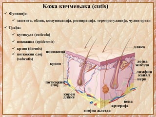 Kожа кичмењака (cutis)
 Функције:
 заштита, облик, комуникација, респирација, терморегулација, чулни орган
 Грађа:
 кутикула (cuticula)
 покожица (epidermis)
 крзно (dermis)
 поткожни слој
(subcutis)
 