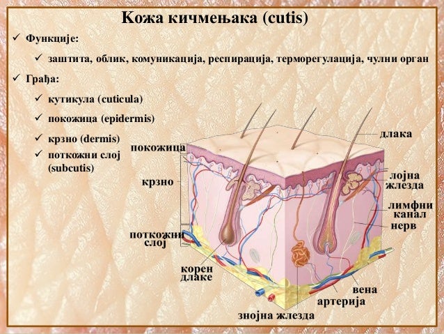 3. Koza