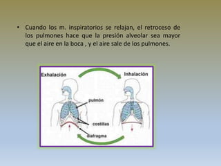 • Cuando los m. inspiratorios se relajan, el retroceso de
los pulmones hace que la presión alveolar sea mayor
que el aire en la boca , y el aire sale de los pulmones.
 