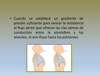 • Cuando se establece un gradiente de
presión suficiente para vencer la resistencia
al flujo aéreo que ofrecen las vías aéreas de
conducción entre la atmósfera y los
alveolos, el aire fluye hacia los pulmones.
 