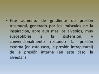 • Este aumento de gradiente de presión
trasmural, generado por los músculos de la
inspiración, abre aun mas los alveolos, muy
susceptibles a la distensión, y
convencionalmente restando la presión
externa (en este caso, la presión intrapleural)
de la presión interna (en este caso, la
alveolar.)
 