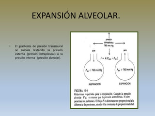 EXPANSIÓN ALVEOLAR.
• El gradiente de presión transmural
se calcula restando la presión
externa (presión intrapleural) a la
presión interna (presión alveolar).
 