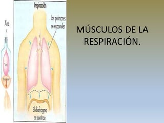 MÚSCULOS DE LA
RESPIRACIÓN.
 