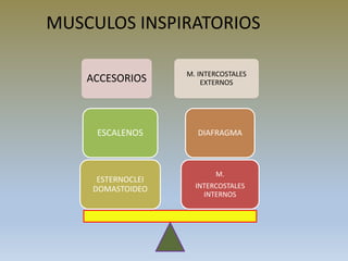 MUSCULOS INSPIRATORIOS
ACCESORIOS M. INTERCOSTALES
EXTERNOS
M.
INTERCOSTALES
INTERNOS
DIAFRAGMA
ESTERNOCLEI
DOMASTOIDEO
ESCALENOS
 