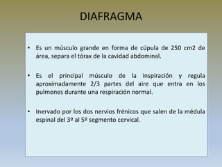 DIAFRAGMA
• Es un músculo grande en forma de cúpula de 250 cm2 de
área, separa el tórax de la cavidad abdominal.
• Es el principal músculo de la inspiración y regula
aproximadamente 2/3 partes del aire que entra en los
pulmones durante una respiración normal.
• Inervado por los dos nervios frénicos que salen de la médula
espinal del 3º al 5º segmento cervical.
 