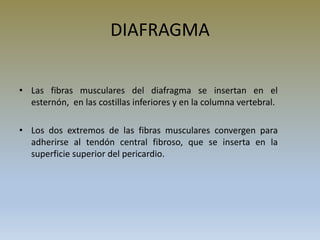 DIAFRAGMA
• Las fibras musculares del diafragma se insertan en el
esternón, en las costillas inferiores y en la columna vertebral.
• Los dos extremos de las fibras musculares convergen para
adherirse al tendón central fibroso, que se inserta en la
superficie superior del pericardio.
 