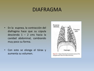 DIAFRAGMA
• En la eupnea, la contracción del
diafragma hace que su cúpula
descienda 1 – 2 cms hacia la
cavidad abdominal, cambiando
muy poco su forma.
• Con esto se elonga el tórax y
aumenta su volumen.
 