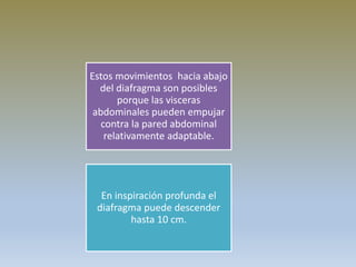 Estos movimientos hacia abajo
del diafragma son posibles
porque las visceras
abdominales pueden empujar
contra la pared abdominal
relativamente adaptable.
En inspiración profunda el
diafragma puede descender
hasta 10 cm.
 