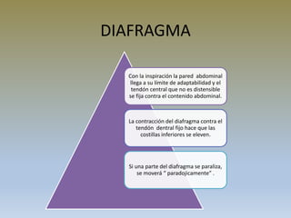 DIAFRAGMA
Con la inspiración la pared abdominal
llega a su límite de adaptabilidad y el
tendón central que no es distensible
se fija contra el contenido abdominal.
La contracción del diafragma contra el
tendón dentral fijo hace que las
costillas inferiores se eleven.
Si una parte del diafragma se paraliza,
se moverá “ paradojicamente” .
 