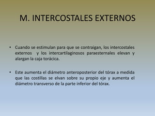 M. INTERCOSTALES EXTERNOS
• Cuando se estimulan para que se contraigan, los intercostales
externos y los intercartilaginosos paraesternales elevan y
alargan la caja torácica.
• Este aumenta el diámetro anteroposterior del tórax a medida
que las costillas se elvan sobre su propio eje y aumenta el
diámetro transverso de la parte inferior del tórax.
 