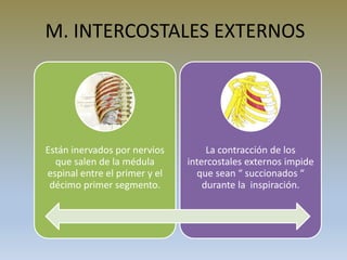 M. INTERCOSTALES EXTERNOS
Están inervados por nervios
que salen de la médula
espinal entre el primer y el
décimo primer segmento.
La contracción de los
intercostales externos impide
que sean “ succionados “
durante la inspiración.
 