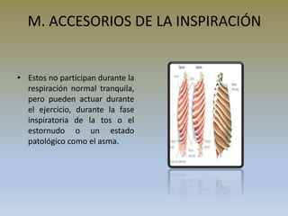 M. ACCESORIOS DE LA INSPIRACIÓN
• Estos no participan durante la
respiración normal tranquila,
pero pueden actuar durante
el ejercicio, durante la fase
inspiratoria de la tos o el
estornudo o un estado
patológico como el asma.
 