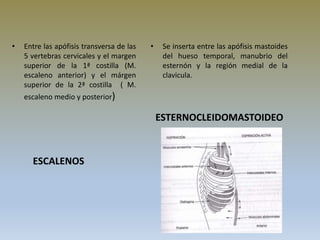 ESCALENOS
ESTERNOCLEIDOMASTOIDEO
• Entre las apófisis transversa de las
5 vertebras cervicales y el margen
superior de la 1ª costilla (M.
escaleno anterior) y el márgen
superior de la 2ª costilla ( M.
escaleno medio y posterior)
• Se inserta entre las apófisis mastoides
del hueso temporal, manubrio del
esternón y la región medial de la
clavicula.
 