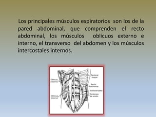 Los principales músculos espiratorios son los de la
pared abdominal, que comprenden el recto
abdominal, los músculos oblicuos externo e
interno, el transverso del abdomen y los músculos
intercostales internos.
 