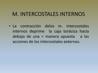 M. INTERCOSTALES INTERNOS
• La contracción delos m. intercostales
internos deprime la caja torácica hacia
debajo de una < manera opuesta a las
acciones de los intercostales externos.
 