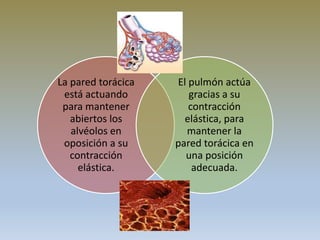 La pared torácica
está actuando
para mantener
abiertos los
alvéolos en
oposición a su
contracción
elástica.
El pulmón actúa
gracias a su
contracción
elástica, para
mantener la
pared torácica en
una posición
adecuada.
 