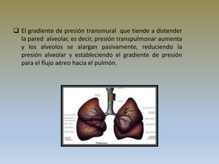  El gradiente de presión transmural que tiende a distender
la pared alveolar, es decir, presión transpulmonar aumenta
y los alveolos se alargan pasivamente, reduciendo la
presión alveolar y estableciendo el gradiente de presión
para el flujo aéreo hacia el pulmón.
 