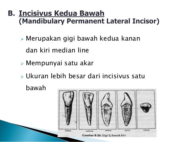 Gambar Topik 2 58 Gambar Gigi Insisivus di Rebanas - Rebanas