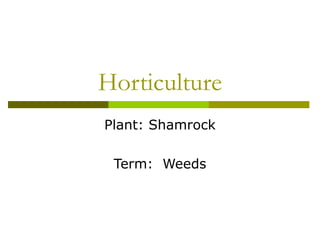 Horticulture Plant: Shamrock Term:  Weeds 