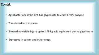 • Agrobacterium strain CP4 has glyphosate tolerant EPSPS enzyme
• Transferred into soybean
• Showed no visible injury up to 1.68 kg acid equivalent per ha glyphosate
• Expressed in cotton and other crops
Contd.
12
 