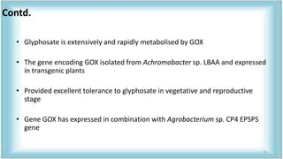 • Glyphosate is extensively and rapidly metabolised by GOX
• The gene encoding GOX isolated from Achromobacter sp. LBAA and expressed
in transgenic plants
• Provided excellent tolerance to glyphosate in vegetative and reproductive
stage
• Gene GOX has expressed in combination with Agrobacterium sp. CP4 EPSPS
gene
Contd.
13
 