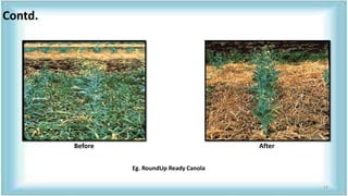 Before After
Eg. RoundUp Ready Canola
Contd.
14
 