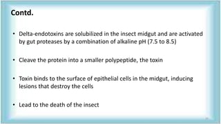 • Delta-endotoxins are solubilized in the insect midgut and are activated
by gut proteases by a combination of alkaline pH (7.5 to 8.5)
• Cleave the protein into a smaller polypeptide, the toxin
• Toxin binds to the surface of epithelial cells in the midgut, inducing
lesions that destroy the cells
• Lead to the death of the insect
Contd.
22
 