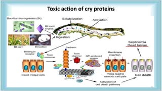 Toxic action of cry proteins
23
 