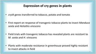 Expression of cry genes in plants
• cryIA genes transferred to tobacco, potato and tomato
• First report on response of transgenic tobacco plants to insect Manduca
sexta and Heliothis virescens
• Field trials with transgenic tobacco has revealed plants are resistant to
M. sexta and H. virescens
• Plants with moderate resistance in greenhouse proved highly resistant
to insect attacks in field
24
 