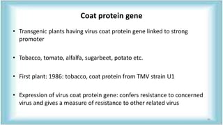 Coat protein gene
• Transgenic plants having virus coat protein gene linked to strong
promoter
• Tobacco, tomato, alfalfa, sugarbeet, potato etc.
• First plant: 1986: tobacco, coat protein from TMV strain U1
• Expression of virus coat protein gene: confers resistance to concerned
virus and gives a measure of resistance to other related virus
46
 