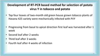 Development of RT-PCR based method for selection of potato
virus Y in tobacco and potato
• Top four leaves of two-month old green house grown tobacco plants of
Havana 425 variety were mechanically infected with PVY
• Progressing from basal to apical direction first leaf was harvested after 1
week
• Second leaf after 2 weeks
• Third leaf after 3 weeks
• Fourth leaf after 4 weeks of infection
58
 