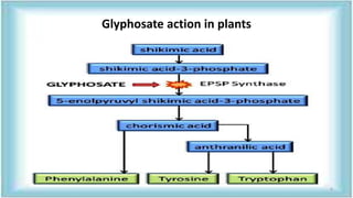 Glyphosate action in plants
6
 