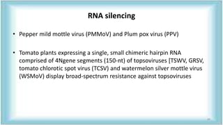 RNA silencing
• Pepper mild mottle virus (PMMoV) and Plum pox virus (PPV)
• Tomato plants expressing a single, small chimeric hairpin RNA
comprised of 4Ngene segments (150-nt) of topsoviruses [TSWV, GRSV,
tomato chlorotic spot virus (TCSV) and watermelon silver mottle virus
(WSMoV) display broad-spectrum resistance against topsoviruses
69
 