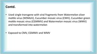 Contd.
• Used single transgene with viral fragments from Watermelon silver
mottle virus (WSMoV), Cucumber mosaic virus (CMV), Cucumber green
mottle mosaic virus (CGMMV) and Watermelon mosaic virus (WMV)
and transformed into watermelon
• Exposed to CMV, CGMMV and WMV
70
 