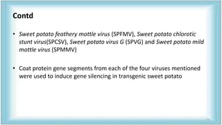 Contd
• Sweet potato feathery mottle virus (SPFMV), Sweet potato chlorotic
stunt virus(SPCSV), Sweet potato virus G (SPVG) and Sweet potato mild
mottle virus (SPMMV)
• Coat protein gene segments from each of the four viruses mentioned
were used to induce gene silencing in transgenic sweet potato
71
 
