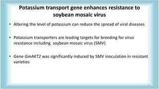Potassium transport gene enhances resistance to
soybean mosaic virus
• Altering the level of potassium can reduce the spread of viral diseases
• Potassium transporters are leading targets for breeding for virus
resistance including soybean mosaic virus (SMV)
• Gene GmAKT2 was significantly induced by SMV inoculation in resistant
varieties
72
 