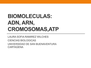 BIOMOLECULAS:
ADN, ARN,
CROMOSOMAS,ATP
LAURA SOFIA RAMIREZ WILCHES
CIENCIAS BIOLOGICAS
UNIVERSIDAD DE SAN BUENAVENTURA
CARTAGENA
 