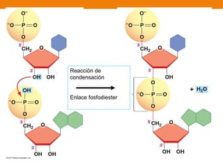 Reacción de
condensación
Enlace fosfodiester
 