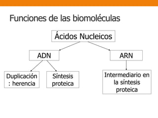 Funciones de las biomoléculas
Ácidos Nucleicos
ADN ARN
Duplicación
: herencia
Síntesis
proteica
Intermediario en
la síntesis
proteica
 