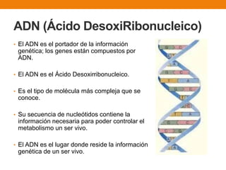 ADN (Ácido DesoxiRibonucleico)
• El ADN es el portador de la información
genética; los genes están compuestos por
ADN.
• El ADN es el Ácido Desoxirribonucleico.
• Es el tipo de molécula más compleja que se
conoce.
• Su secuencia de nucleótidos contiene la
información necesaria para poder controlar el
metabolismo un ser vivo.
• El ADN es el lugar donde reside la información
genética de un ser vivo.
 