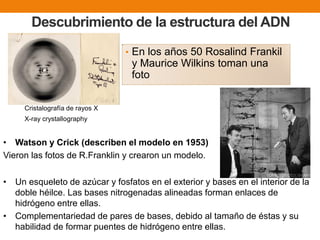 Descubrimiento de la estructura del ADN
• En los años 50 Rosalind Frankil
y Maurice Wilkins toman una
foto
X-ray crystallography
• Watson y Crick (describen el modelo en 1953)
Vieron las fotos de R.Franklin y crearon un modelo.
Cristalografía de rayos X
• Un esqueleto de azúcar y fosfatos en el exterior y bases en el interior de la
doble héilce. Las bases nitrogenadas alineadas forman enlaces de
hidrógeno entre ellas.
• Complementariedad de pares de bases, debido al tamaño de éstas y su
habilidad de formar puentes de hidrógeno entre ellas.
 