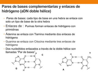 Pares de bases complementarias y enlaces de
hidrógeno (aDN doble hélice)
• Pares de bases: cada tipo de base en una hebra se enlace con
solo un tipo de base de la otra hebra
• Enlaces de : Purinas forman enlaces de hidrógeno con
pirimidinas
• Adenina se enlaza con Tiamina mediante dos enlaces de
hidrógeno
• Guanina se enlaza con Citocina mediante tres enlaces de
hidrógeno
• Dos nucleótidos enlazados a través de la doble hélice son
llamadas “Par de bases”
 