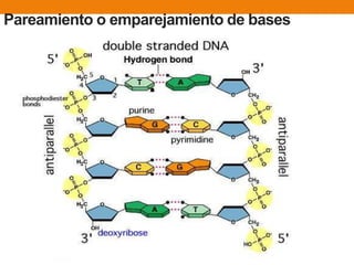 Pareamiento o emparejamiento de bases
 