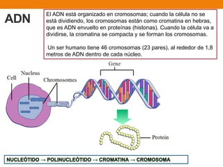 ADN
El ADN está organizado en cromosomas; cuando la célula no se
está dividiendo, los cromosomas están como cromatina en hebras,
que es ADN envuelto en proteínas (histonas). Cuando la célula va a
dividirse, la cromatina se compacta y se forman los cromosomas.
Un ser humano tiene 46 cromosomas (23 pares), al rededor de 1,8
metros de ADN dentro de cada núcleo.
 
