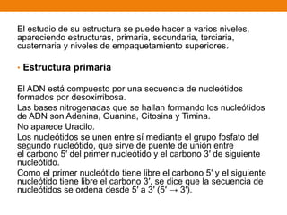 El estudio de su estructura se puede hacer a varios niveles,
apareciendo estructuras, primaria, secundaria, terciaria,
cuaternaria y niveles de empaquetamiento superiores.
• Estructura primaria
El ADN está compuesto por una secuencia de nucleótidos
formados por desoxirribosa.
Las bases nitrogenadas que se hallan formando los nucleótidos
de ADN son Adenina, Guanina, Citosina y Timina.
No aparece Uracilo.
Los nucleótidos se unen entre sí mediante el grupo fosfato del
segundo nucleótido, que sirve de puente de unión entre
el carbono 5′ del primer nucleótido y el carbono 3′ de siguiente
nucleótido.
Como el primer nucleótido tiene libre el carbono 5′ y el siguiente
nucleótido tiene libre el carbono 3′, se dice que la secuencia de
nucleótidos se ordena desde 5′ a 3′ (5′ → 3′).
 