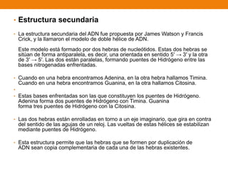 • Estructura secundaria
• La estructura secundaria del ADN fue propuesta por James Watson y Francis
Crick, y la llamaron el modelo de doble hélice de ADN.
Este modelo está formado por dos hebras de nucleótidos. Estas dos hebras se
sitúan de forma antiparalela, es decir, una orientada en sentido 5′ → 3′ y la otra
de 3′ → 5′. Las dos están paralelas, formando puentes de Hidrógeno entre las
bases nitrogenadas enfrentadas.
• Cuando en una hebra encontramos Adenina, en la otra hebra hallamos Timina.
Cuando en una hebra encontramos Guanina, en la otra hallamos Citosina.
•
• Estas bases enfrentadas son las que constituyen los puentes de Hidrógeno.
Adenina forma dos puentes de Hidrógeno con Timina. Guanina
forma tres puentes de Hidrógeno con la Citosina.
• Las dos hebras están enrolladas en torno a un eje imaginario, que gira en contra
del sentido de las agujas de un reloj. Las vueltas de estas hélices se estabilizan
mediante puentes de Hidrógeno.
• Esta estructura permite que las hebras que se formen por duplicación de
ADN sean copia complementaria de cada una de las hebras existentes.
 