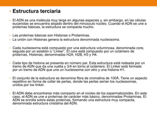 • Estructura terciaria
• El ADN es una molécula muy larga en algunas especies y, sin embargo, en las células
eucariotas se encuentra alojado dentro del minúsculo núcleo. Cuando el ADN se une a
proteínas básicas, la estructura se compacta mucho.
• Las proteínas básicas son Histonas o Protaminas.
• La unión con Histonas genera la estructura denominada nucleosoma.
• Cada nucleosoma está compuesto por una estructura voluminosa, denominada core,
seguida por un eslabón o “Linker”. El core está compuesto por un octámero de
proteínas, Histonas, denominadas H2A, H2B, H3 y H4.
• Cada tipo de histona se presenta en número par. Esta estructura está rodeada por un
tramo de ADN que da una vuelta y 3/4 en torno al octámero. El Linker está formado
por un tramo de ADN que une un nucleosoma con otro y una histona H1.
• El conjunto de la estructura se denomina fibra de cromatina de 100Å. Tiene un aspecto
repetitivo en forma de collar de perlas, donde las perlas serían los nucleosomas,
unidos por los linker.
• El ADN debe encontrarse más compacto en el núcleo de los espermatozoides. En este
caso, el ADN se une a proteínas de carácter más básico, denominadas Protaminas. El
ADN se enrolla sobre estas proteínas, formando una estructura muy compacta,
denominada estructura cristalina del ADN.
 