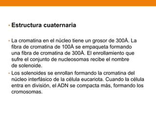 • Estructura cuaternaria
• La cromatina en el núcleo tiene un grosor de 300Å. La
fibra de cromatina de 100Å se empaqueta formando
una fibra de cromatina de 300Å. El enrollamiento que
sufre el conjunto de nucleosomas recibe el nombre
de solenoide.
• Los solenoides se enrollan formando la cromatina del
núcleo interfásico de la célula eucariota. Cuando la célula
entra en división, el ADN se compacta más, formando los
cromosomas.
 