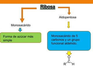 Aldopentosa
Forma de azúcar más
simple
Monosacárido de 5
carbonos y un grupo
funcional aldehido.
Monosacárido
 